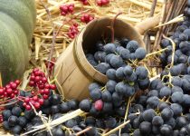 Grapes Wine Harvest Autumn Read